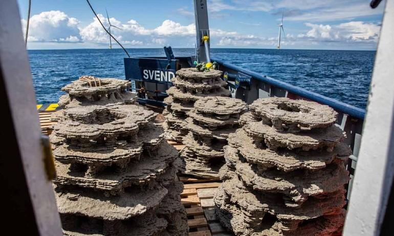 3D-printede rev skal få torsken tilbage i Kattegat